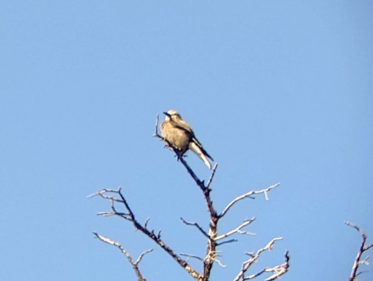 Clark's Nutcracker - ML621439114