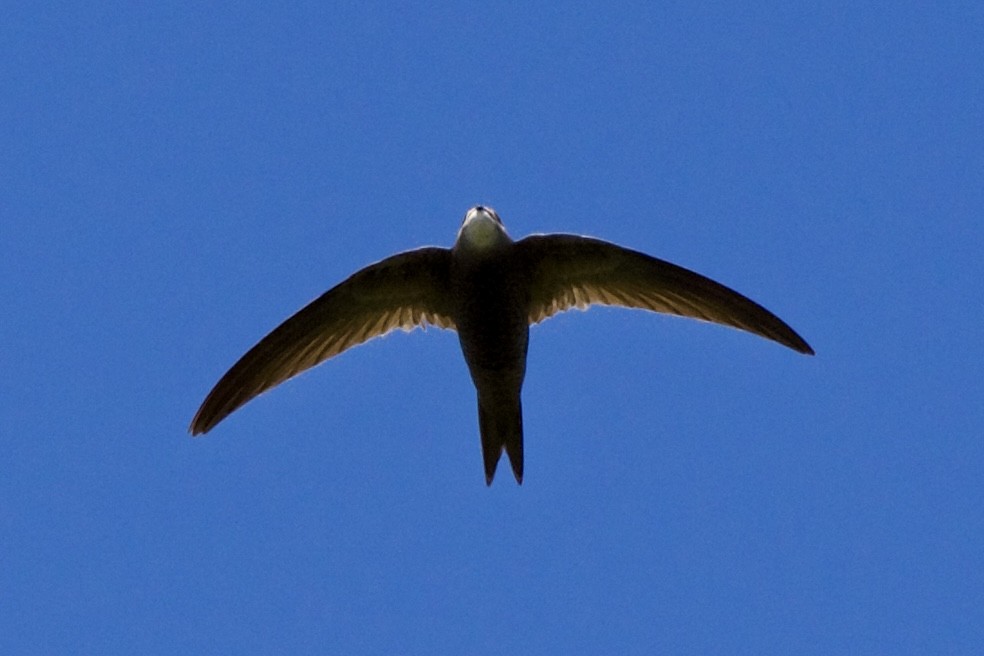 Common/Pallid Swift - ML621439137