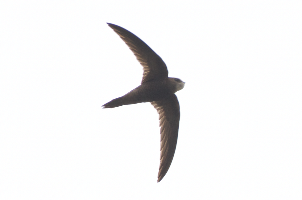 Common/Pallid Swift - ML621439138