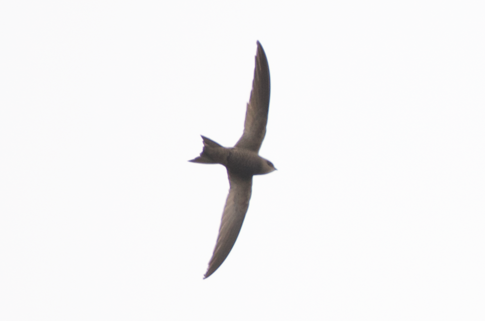 Common/Pallid Swift - ML621439139