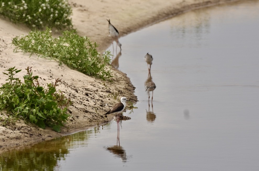 Black-winged Stilt - ML621439144