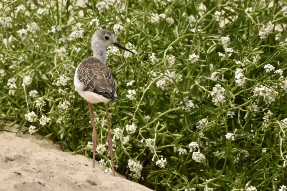 Black-winged Stilt - ML621439145