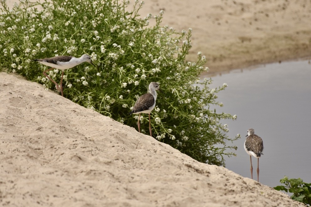 Black-winged Stilt - ML621439146