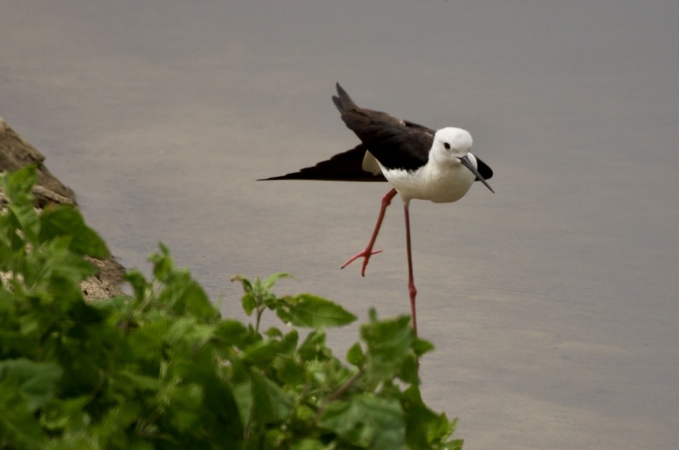 Black-winged Stilt - ML621439147