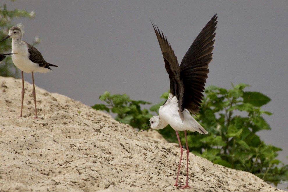 Black-winged Stilt - ML621439148