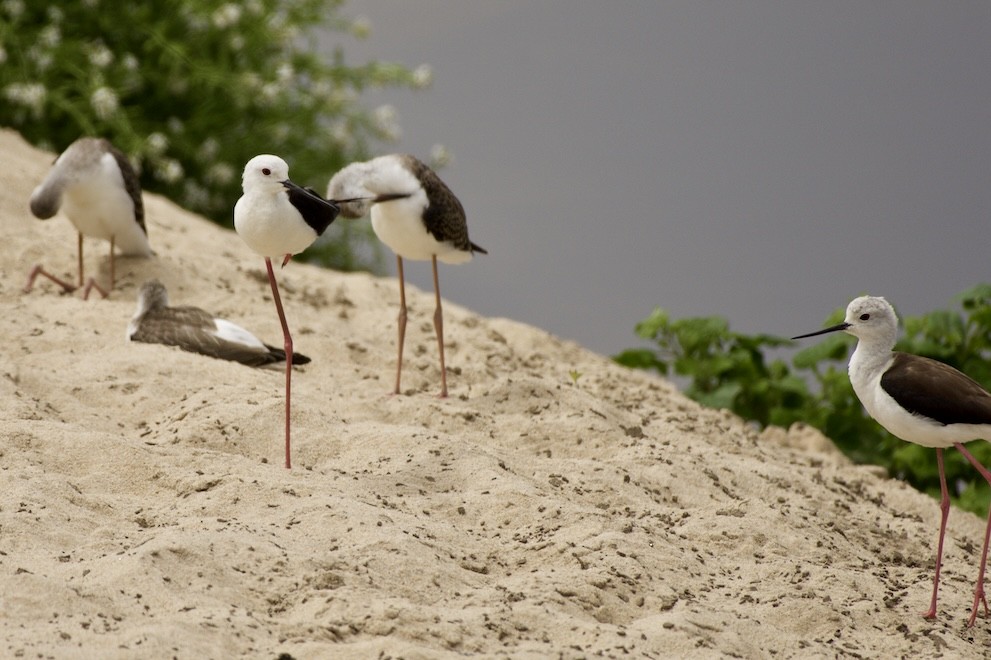 Black-winged Stilt - ML621439149