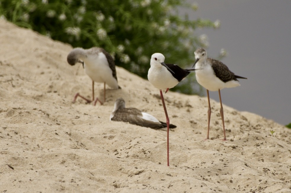 Black-winged Stilt - ML621439150