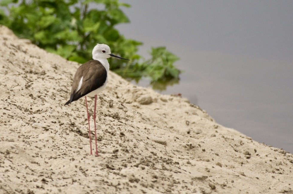 Black-winged Stilt - ML621439151