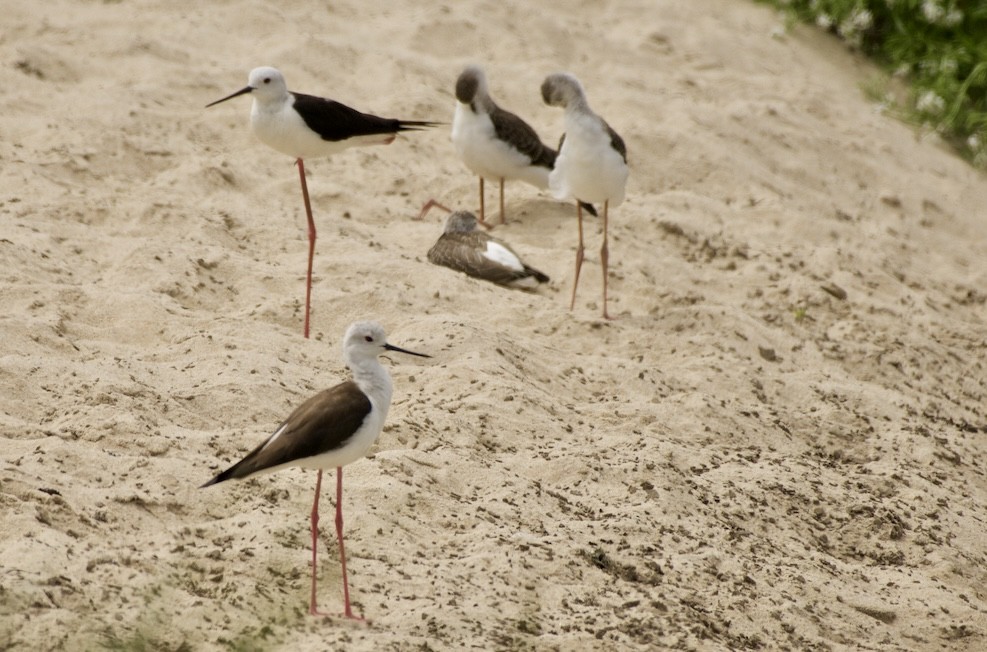 Black-winged Stilt - ML621439152