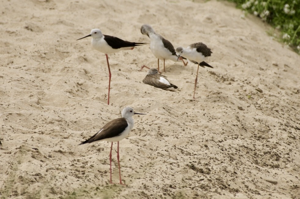 Black-winged Stilt - ML621439153