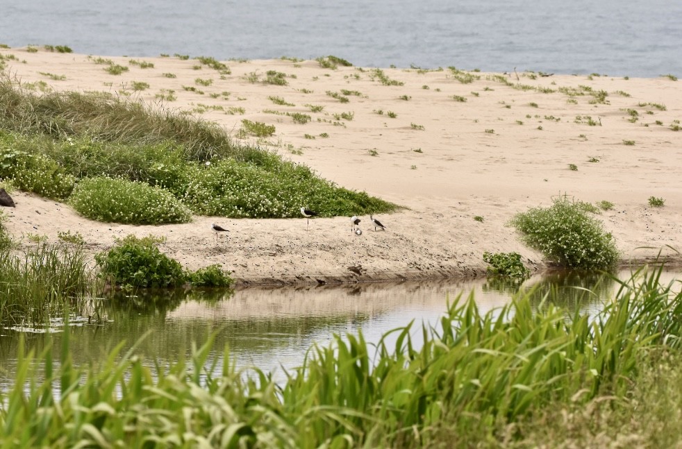 Black-winged Stilt - ML621439155