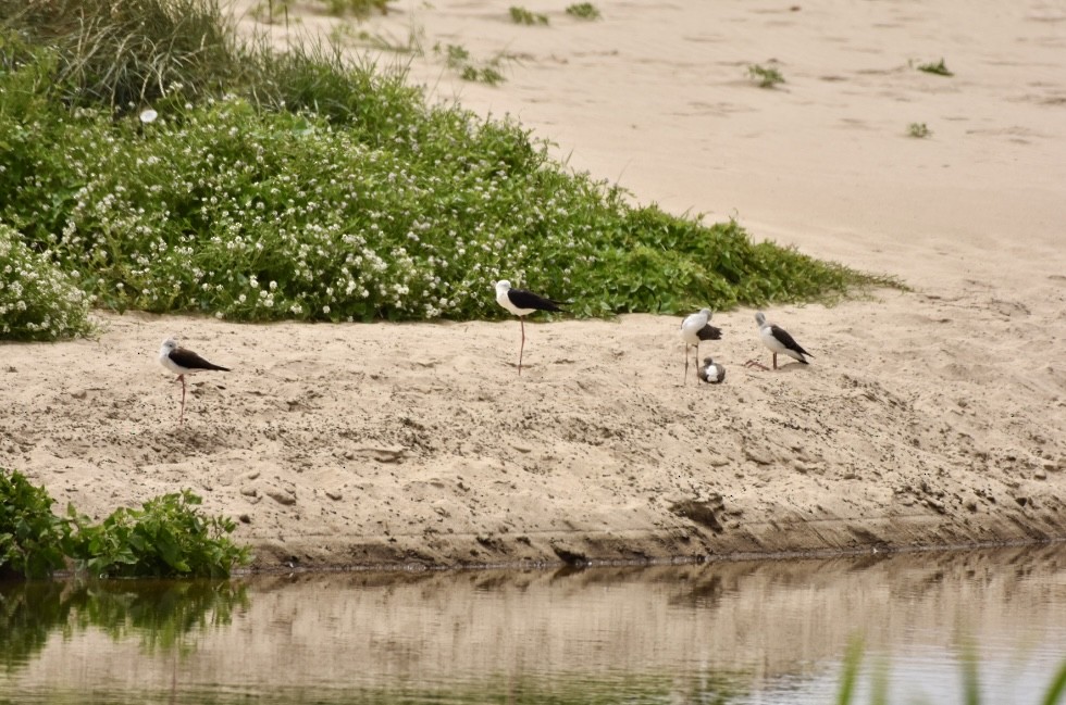 Black-winged Stilt - ML621439156