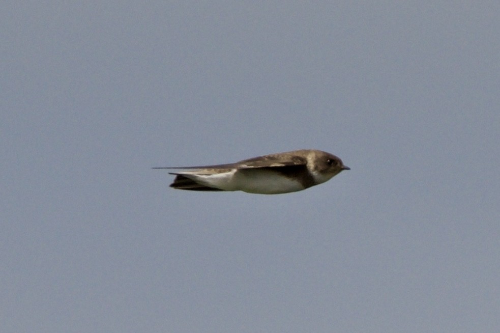 Bank Swallow - ML621439163