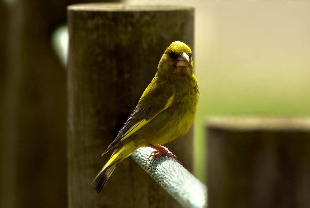 European Greenfinch - ML621439172