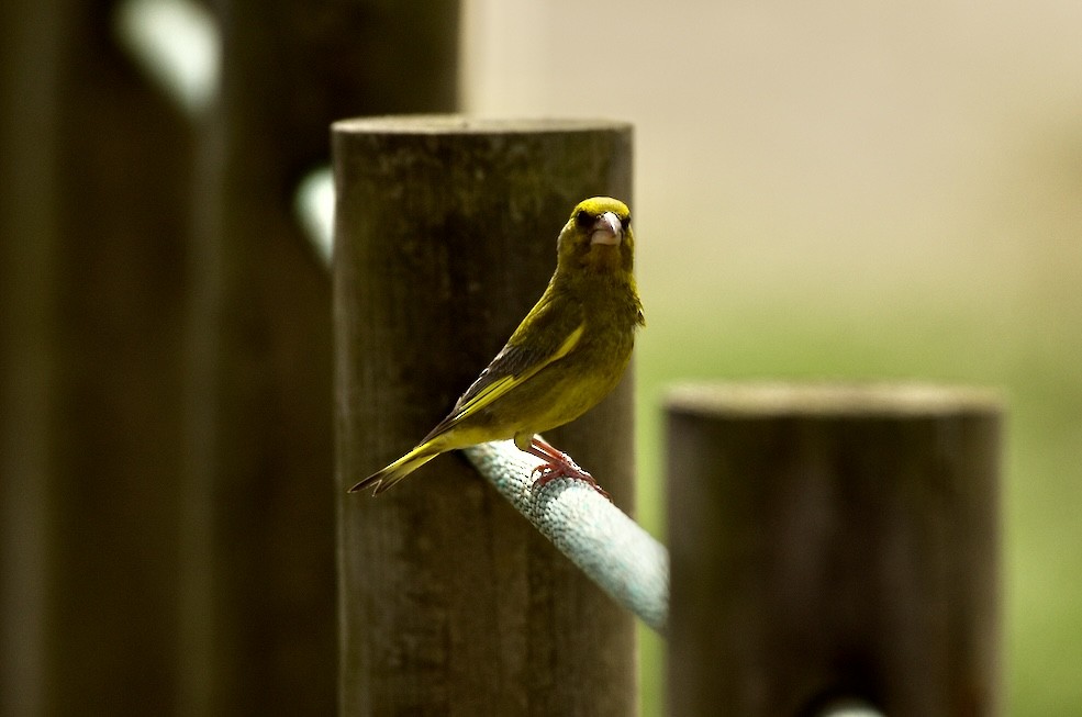 European Greenfinch - ML621439173