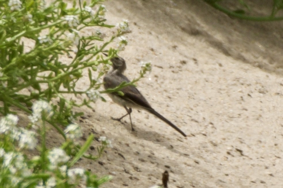 White Wagtail - ML621439185