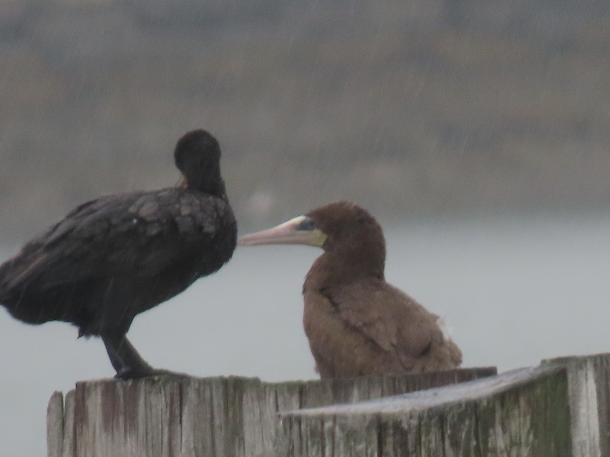 Brown Booby - ML621439195