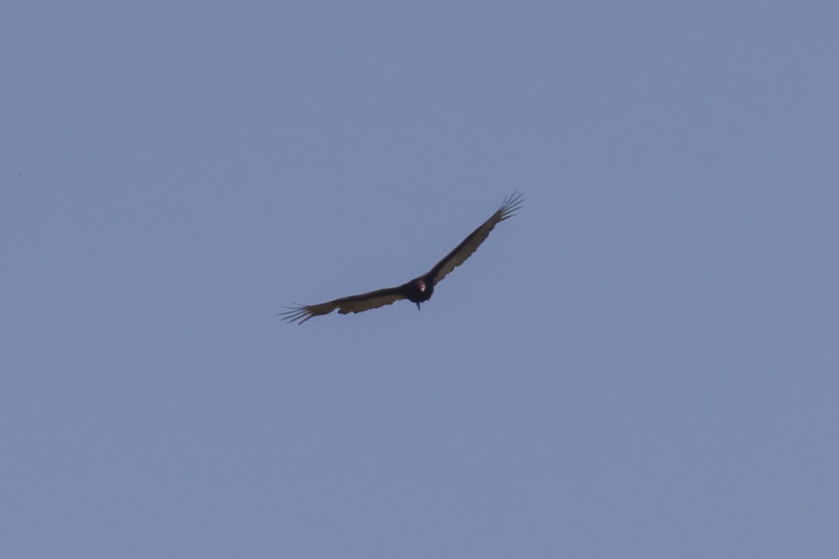 Turkey Vulture - ML621439225