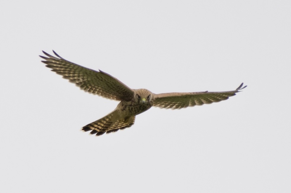 Eurasian Kestrel - ML621439230