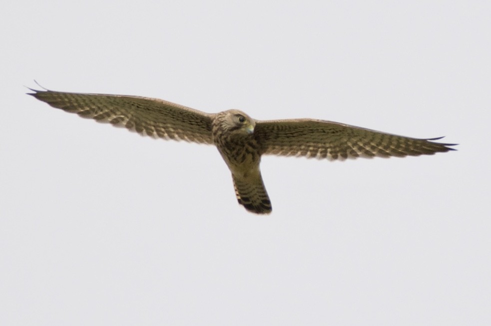 Eurasian Kestrel - ML621439231