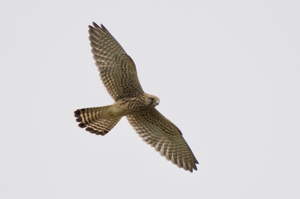 Eurasian Kestrel - ML621439232