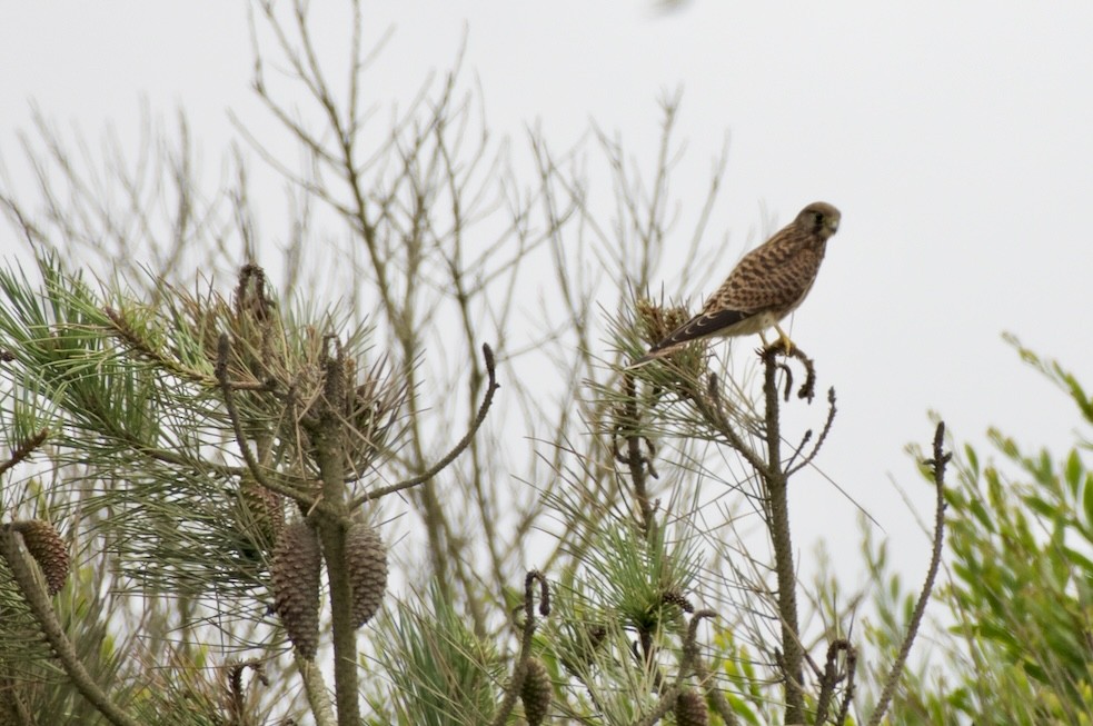 Eurasian Kestrel - ML621439233