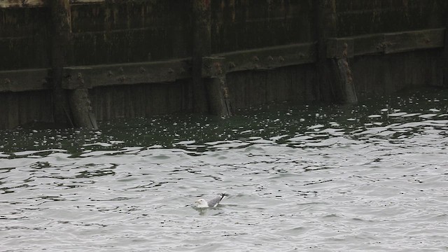 Common Tern (hirundo/tibetana) - ML621439248