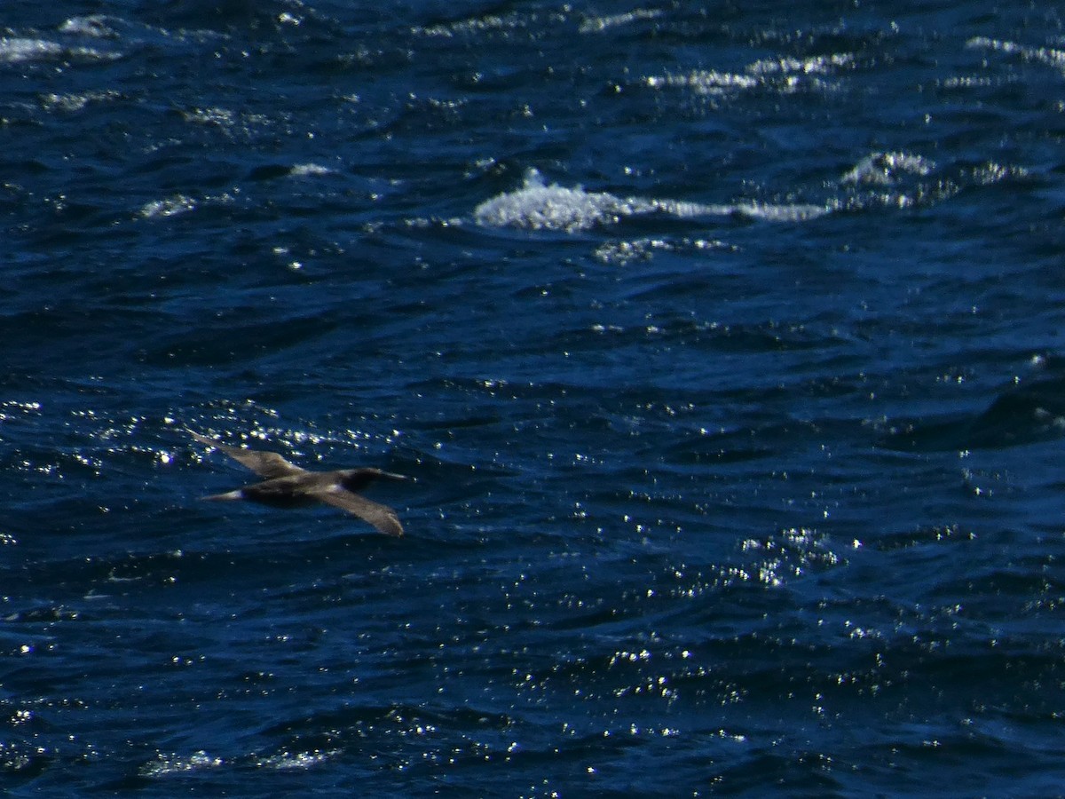 Northern Gannet - ML621439262