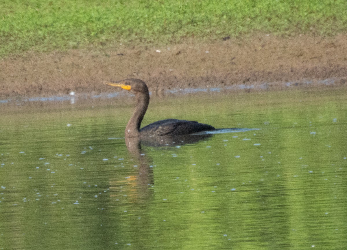 Double-crested Cormorant - ML621439441