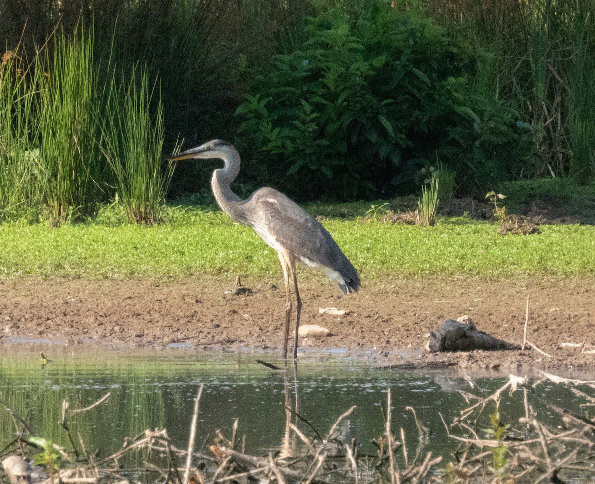 Great Blue Heron - ML621439459