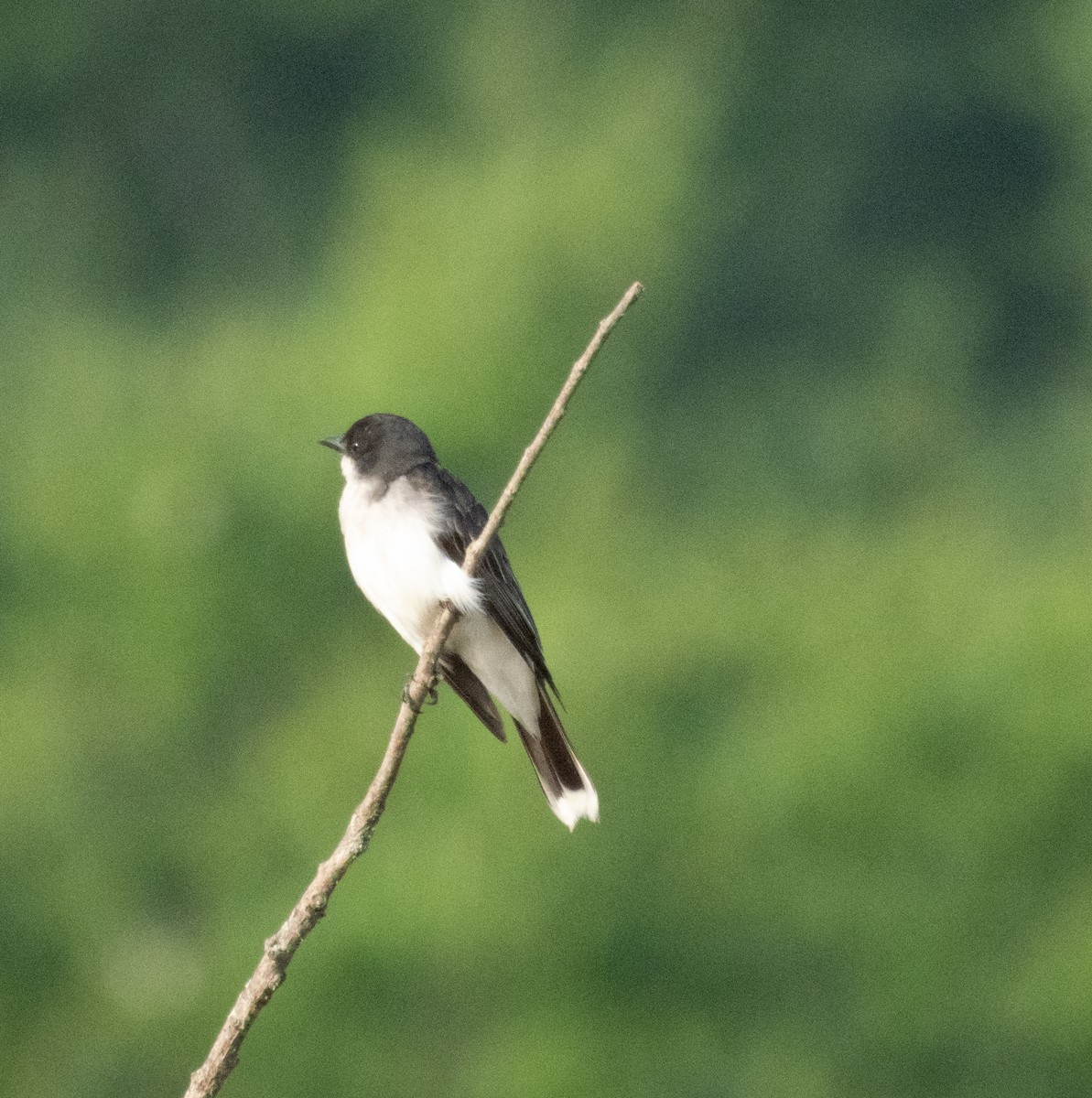 Eastern Kingbird - ML621439463