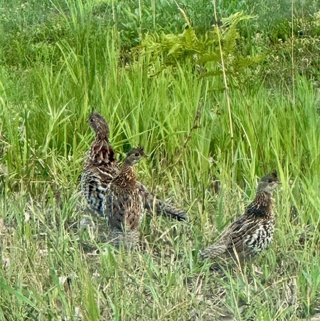 Ruffed Grouse - ML621439464