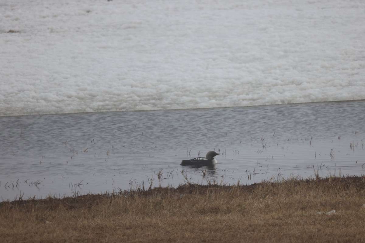 Pacific Loon - ML621439598