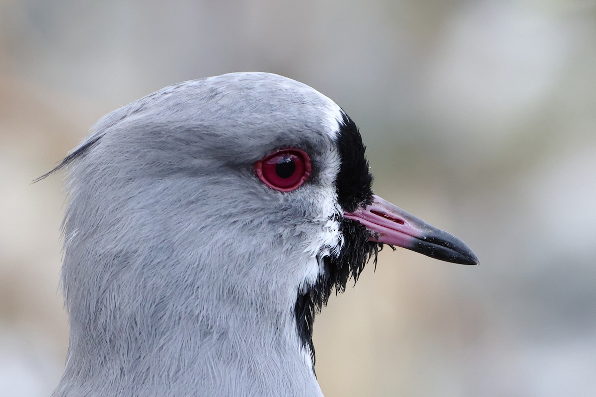 Southern Lapwing (chilensis/fretensis) - Ohad Sherer