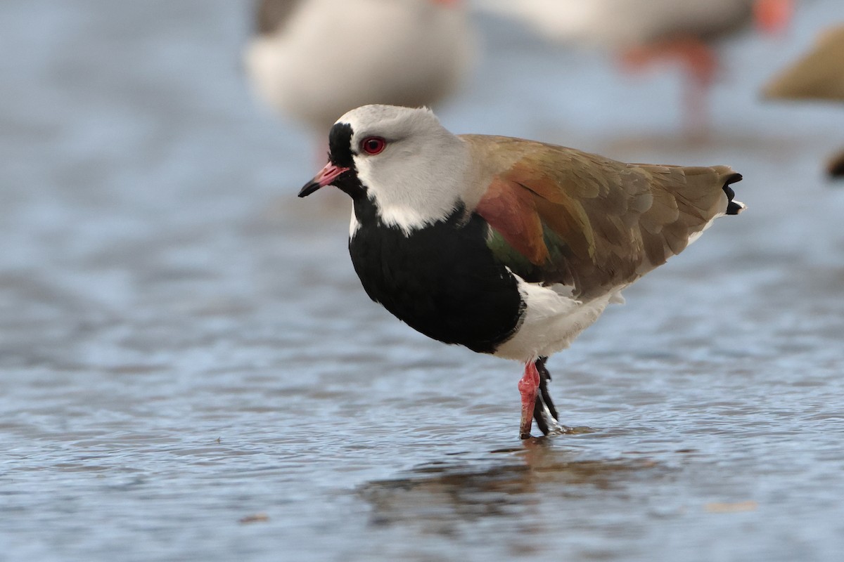 Southern Lapwing (chilensis/fretensis) - ML621439606