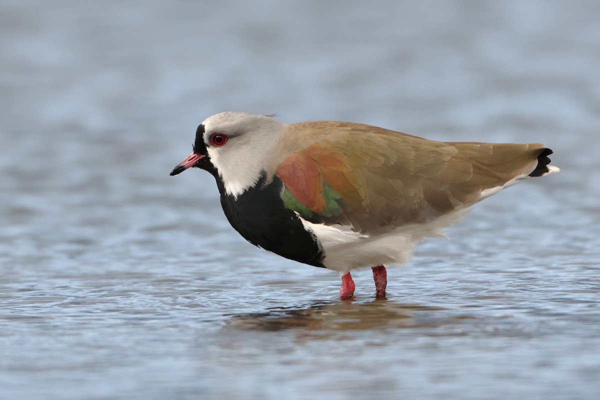 Southern Lapwing (chilensis/fretensis) - ML621439607