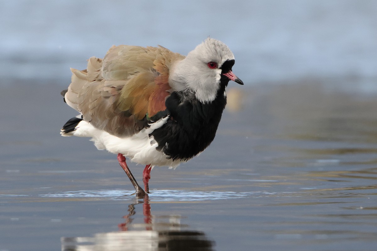 Southern Lapwing (chilensis/fretensis) - ML621439608