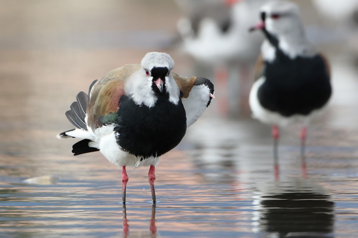 Southern Lapwing (chilensis/fretensis) - ML621439610