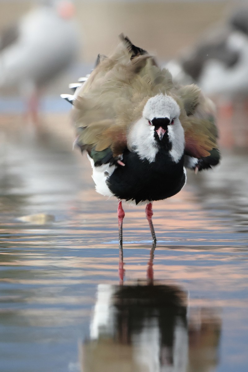 Southern Lapwing (chilensis/fretensis) - ML621439611