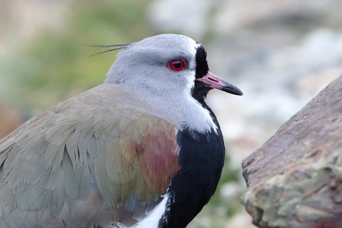 Southern Lapwing (chilensis/fretensis) - ML621439612