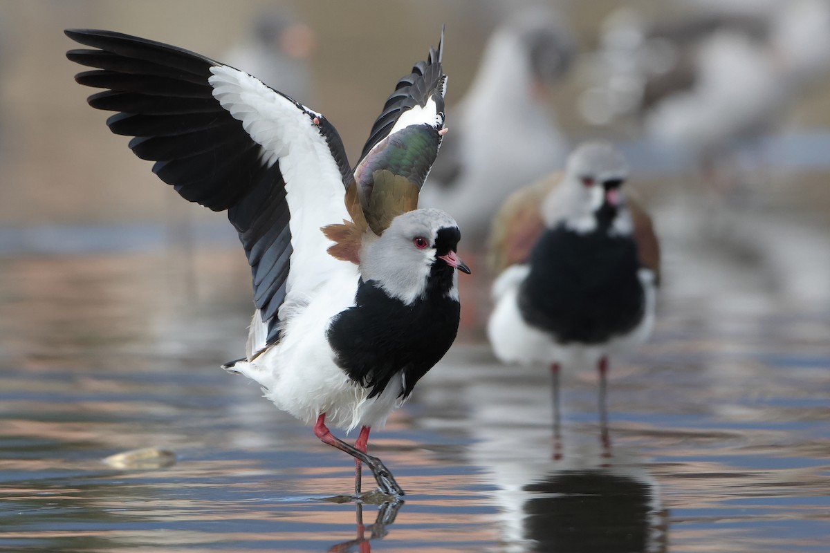 Southern Lapwing (chilensis/fretensis) - ML621439613