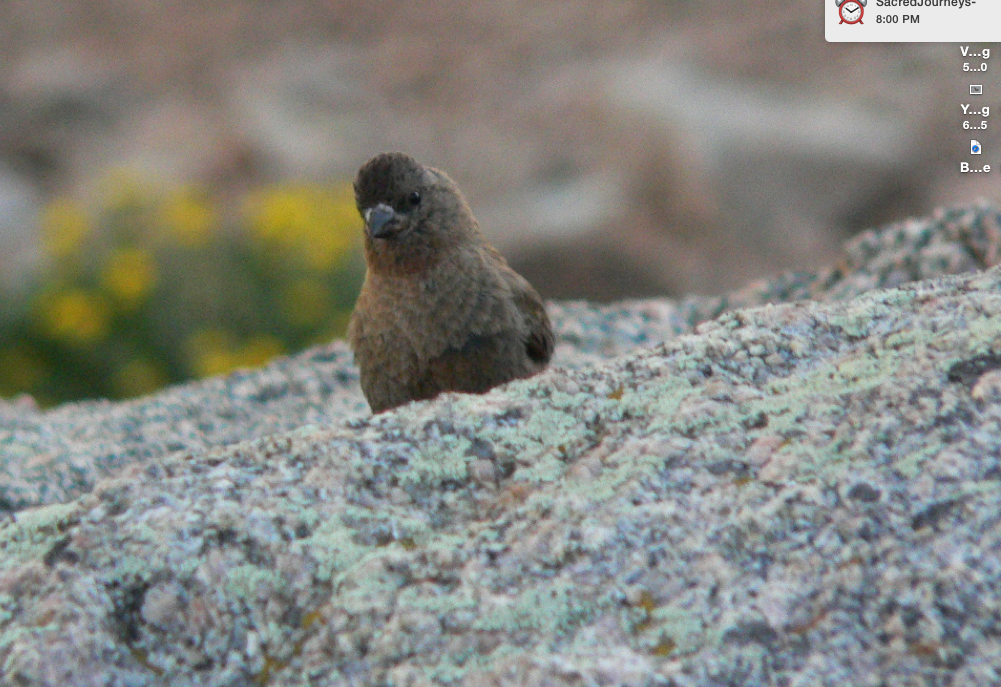 Brown-capped Rosy-Finch - ML621439655