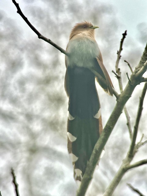 Squirrel Cuckoo - ML621439711