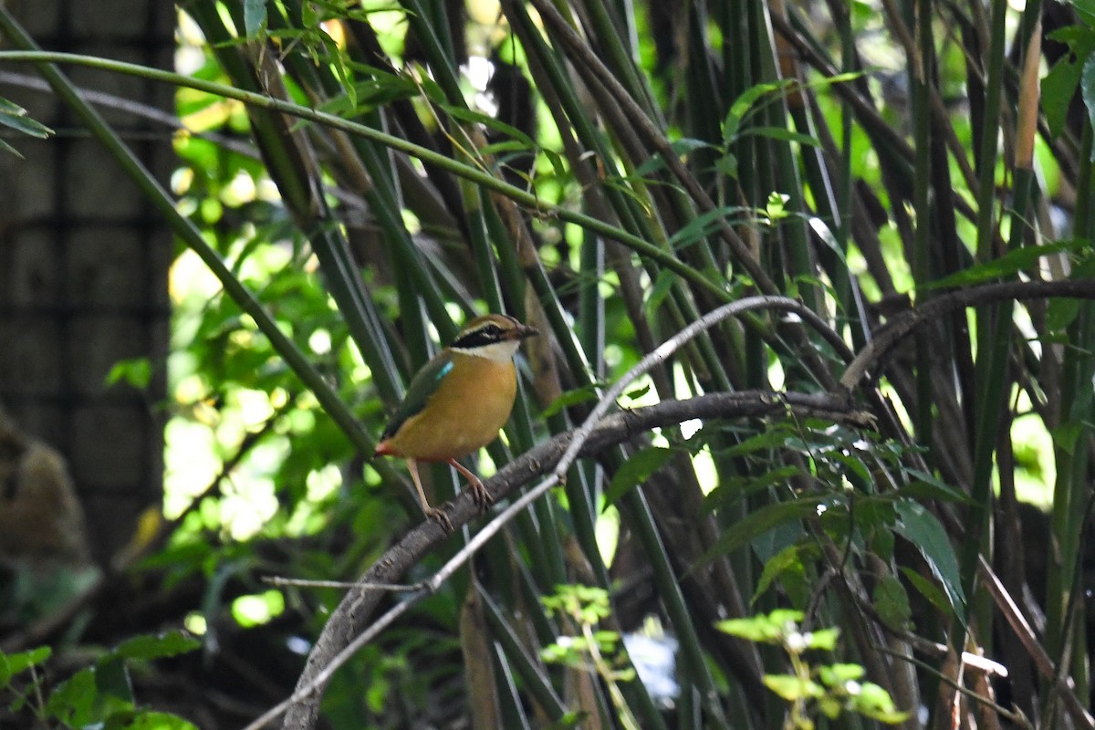 Indian Pitta - Maryse Neukomm