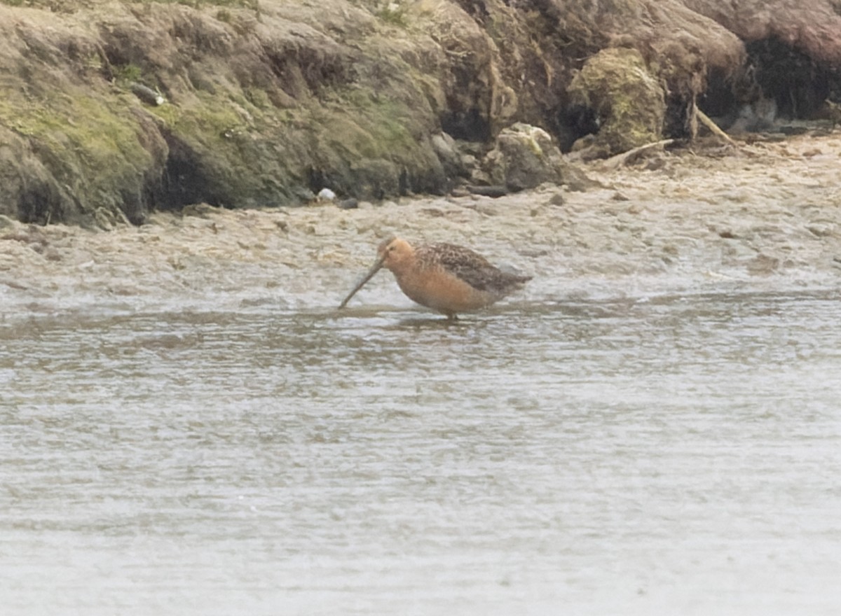 Long-billed Dowitcher - ML621439828