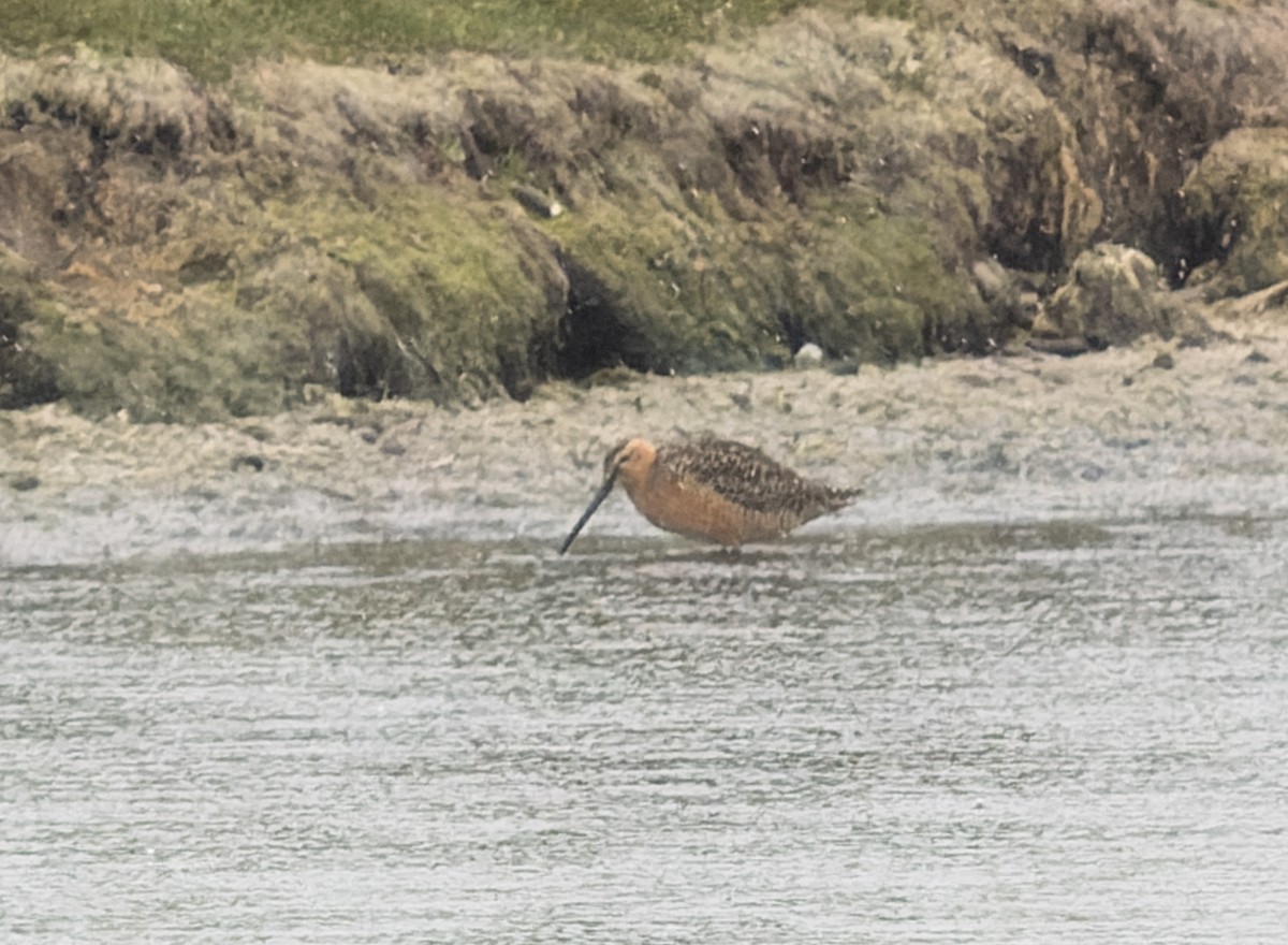 Long-billed Dowitcher - ML621439833