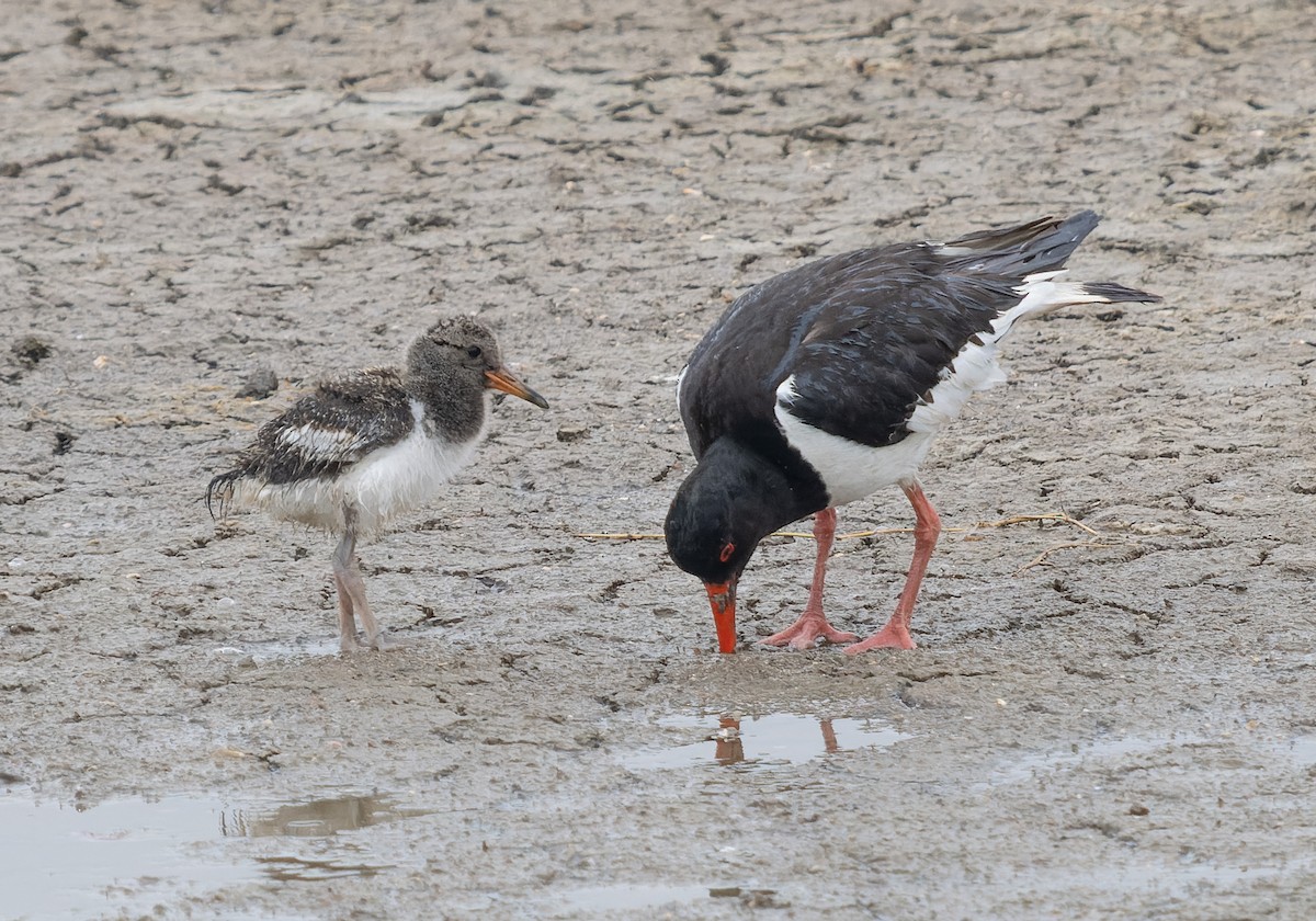 Eurasian Oystercatcher - ML621439859