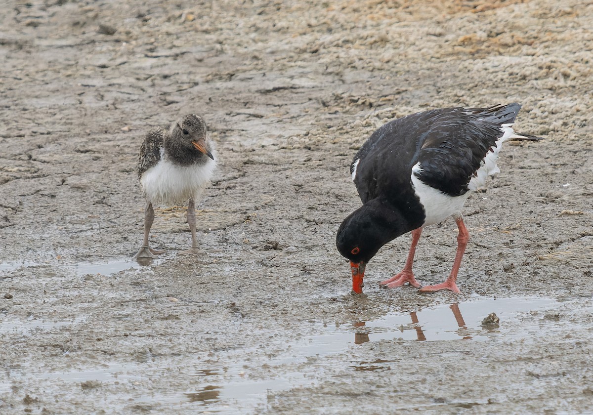 Eurasian Oystercatcher - ML621439860