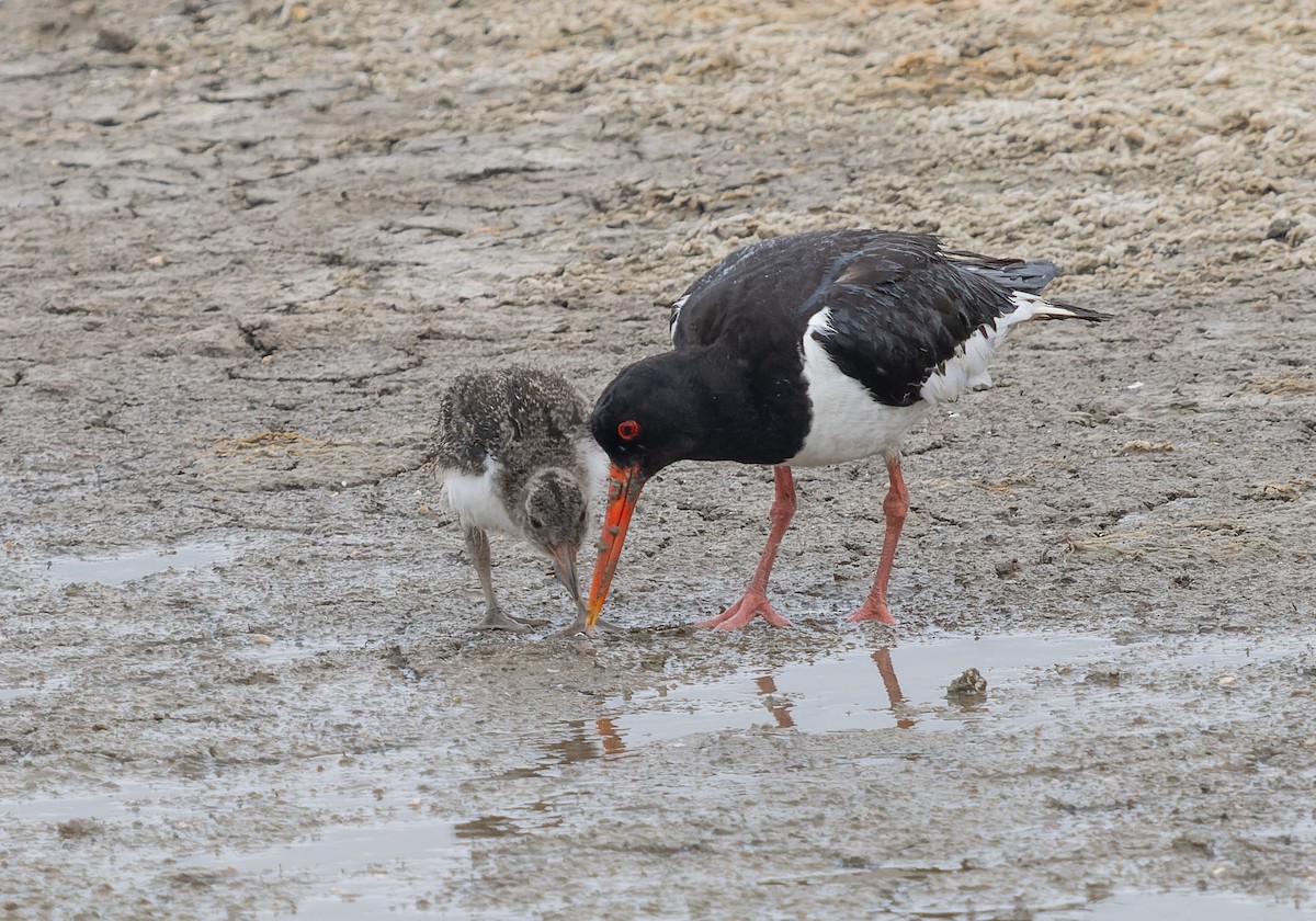 Eurasian Oystercatcher - ML621439861