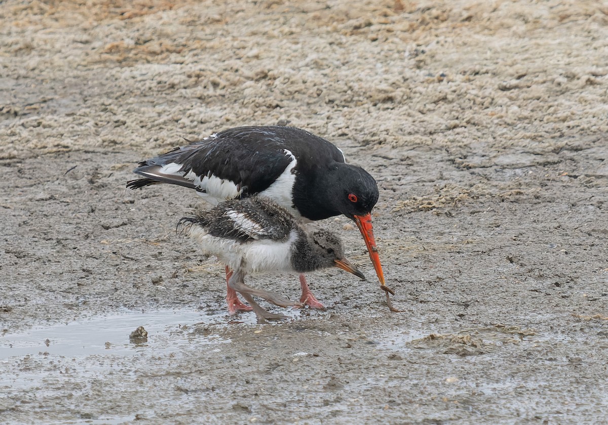 Eurasian Oystercatcher - ML621439863